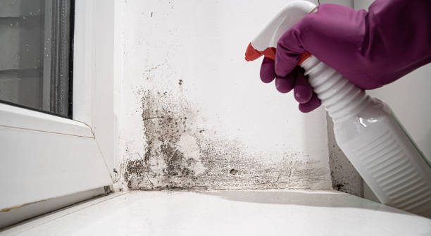  Mapleton, MN Water damage restoration Pros